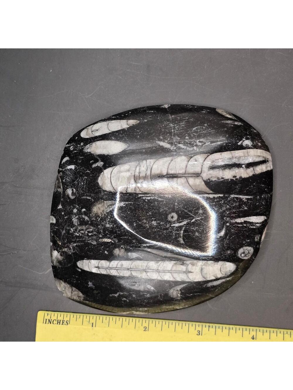 64. Orthoceras Fossil